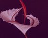 Luminia